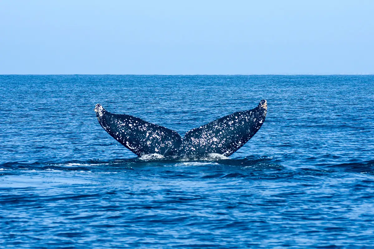 Avistamiento Exclusivo