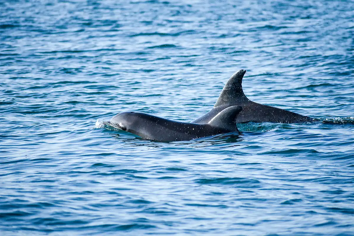 Foto-identificación